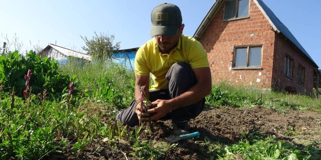 Tarlada zengin ediyor, doğada toplanmıyor! Dünyanın en pahalı bitkisinde hasat başladı: Kilosu 3 bin liraya satılıyor 2